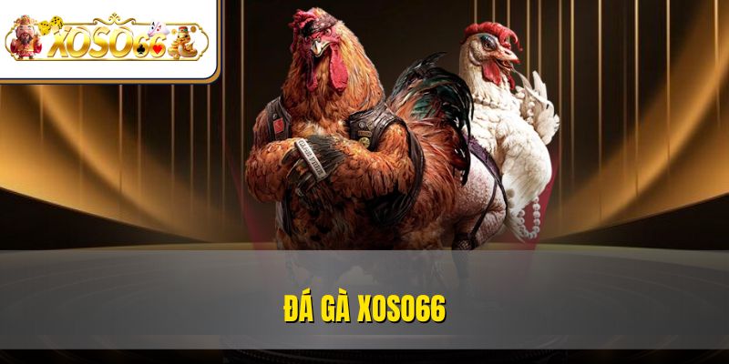 Đá Gà XOSO66 | Trải Nghiệm Kê Chiến Rực Lửa Online