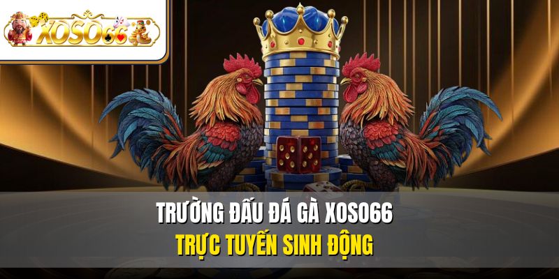 Trường đấu đá gà XOSO66 trực tuyến sinh động